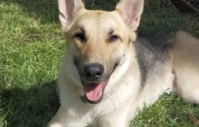 Want to adopt a pet? Here are 6 delightful doggies to adopt now in San Jose