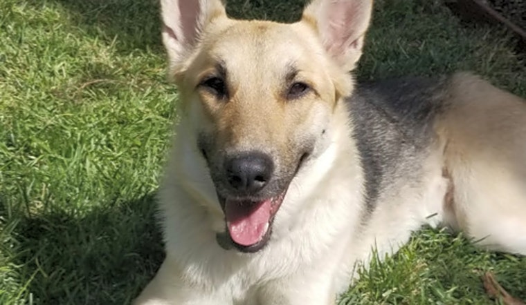Want to adopt a pet? Here are 6 delightful doggies to adopt now in San Jose
