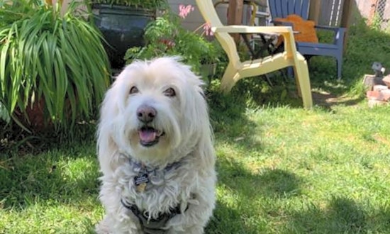 4 delightful doggies to adopt now in Portland