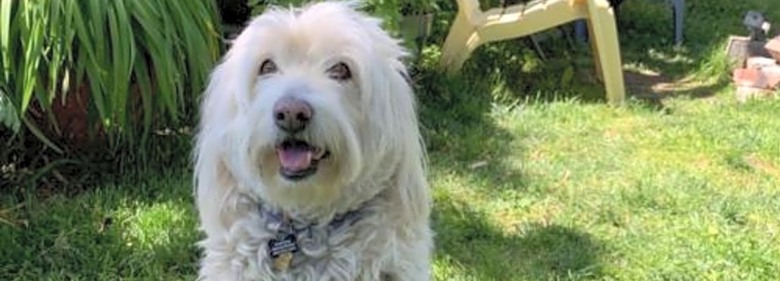 4 delightful doggies to adopt now in Portland