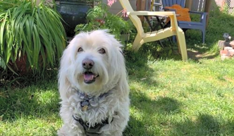 4 delightful doggies to adopt now in Portland