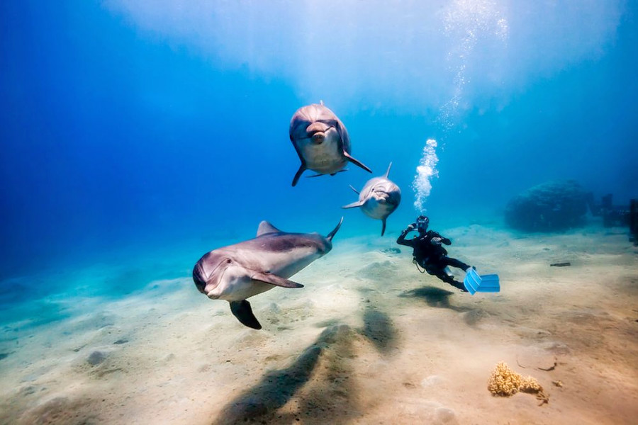 New diving school Gulf Coast Scuba debuts in Upper Kirby