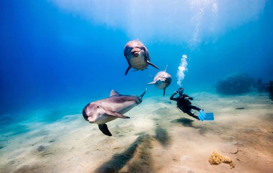 New diving school Gulf Coast Scuba debuts in Upper Kirby