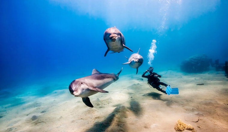New diving school Gulf Coast Scuba debuts in Upper Kirby