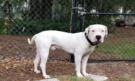 4 cuddly canines to adopt now in Tampa