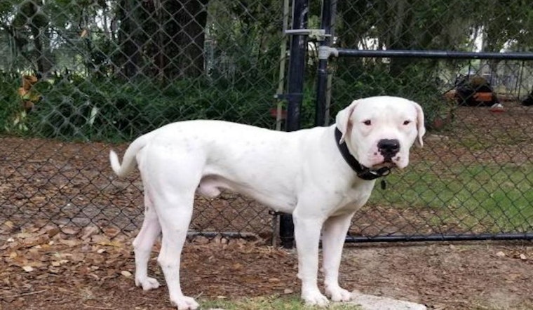 4 cuddly canines to adopt now in Tampa