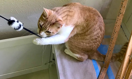 7 cute cats ready to adopt now in Fort Worth