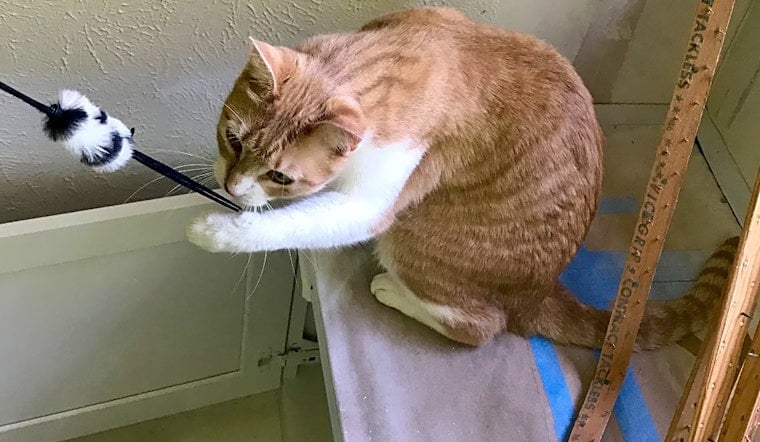 7 cute cats ready to adopt now in Fort Worth