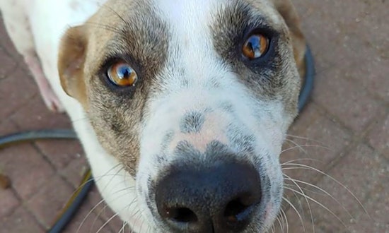 6 cuddly canines ready to adopt now in Plano