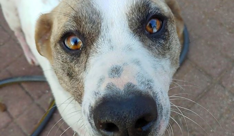 6 cuddly canines ready to adopt now in Plano