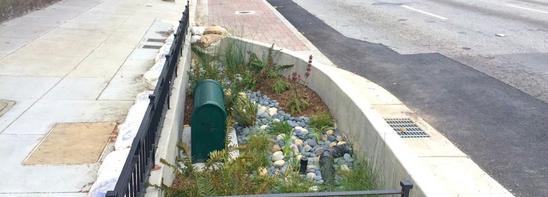 Oak And Fell Streets' Rain Gardens Have Arrived