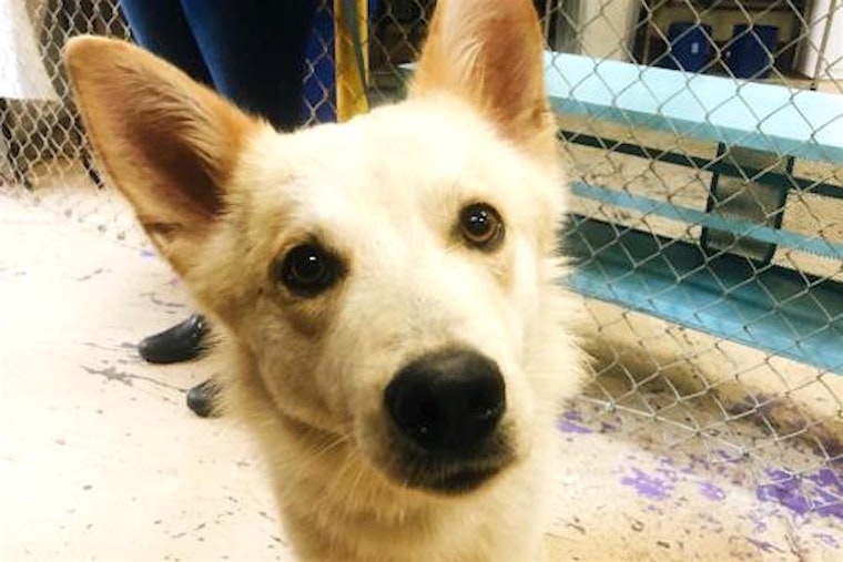 6 cuddly canines to adopt now in San Francisco