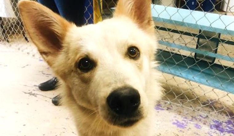 6 cuddly canines to adopt now in San Francisco