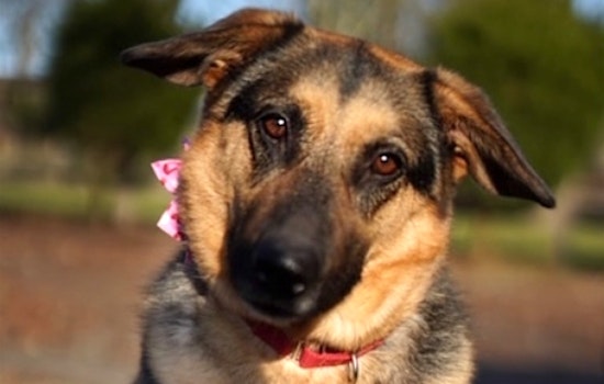 7 cuddly canines to adopt now in Seattle
