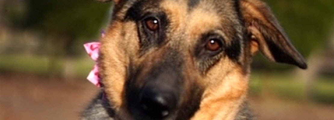 7 cuddly canines to adopt now in Seattle