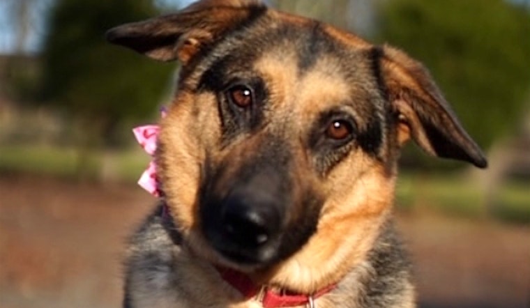 7 cuddly canines to adopt now in Seattle