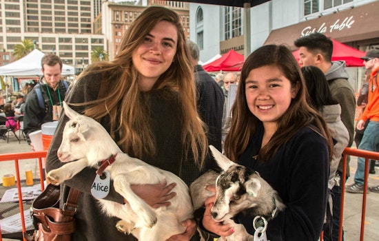Expect Merriment, Mayhem At Ferry Plaza Farmers Market's 'Goatchella' On Saturday