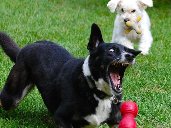 Fetch Weekend Ahead In The Castro