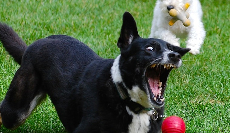 Fetch Weekend Ahead In The Castro