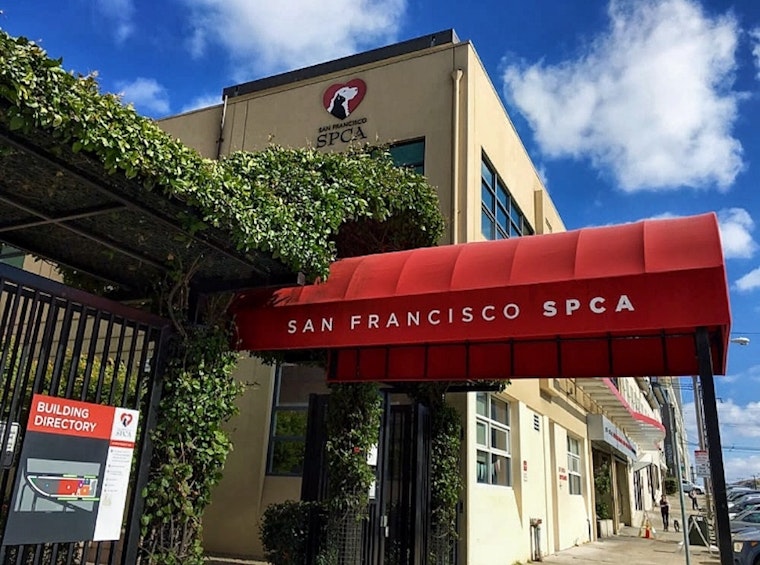 Gimme shelter: SF SPCA celebrates 150 years