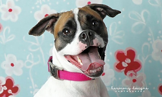 Want to adopt a pet? Here are 6 cuddly canines to adopt now in Nashville