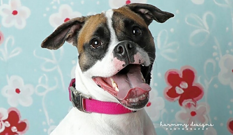 Want to adopt a pet? Here are 6 cuddly canines to adopt now in Nashville