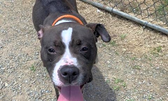 4 lovable pups to adopt now in Philadelphia