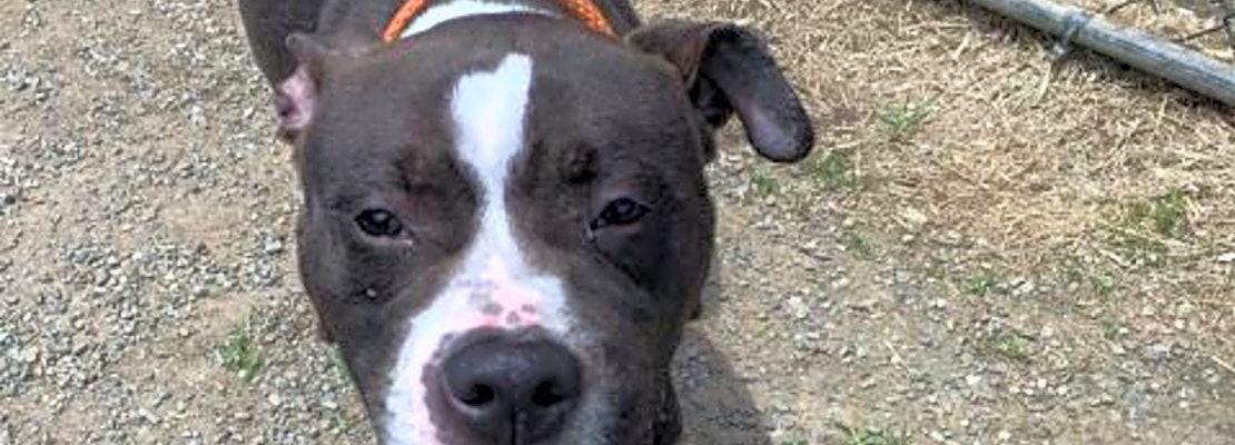4 lovable pups to adopt now in Philadelphia