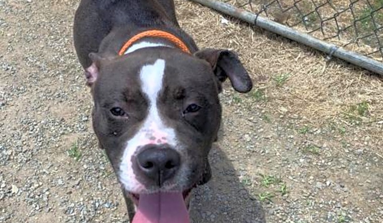 4 lovable pups to adopt now in Philadelphia