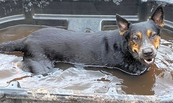 These Orlando-based dogs are up for adoption and in need of a good home