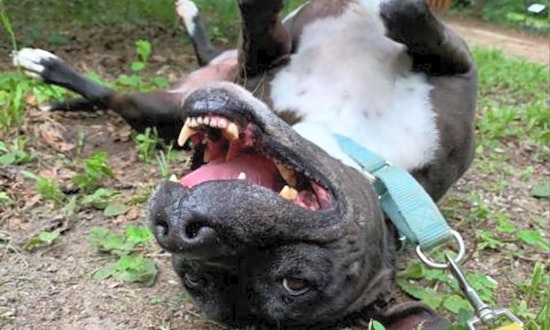 These Jacksonville-based dogs are up for adoption and in need of a good home