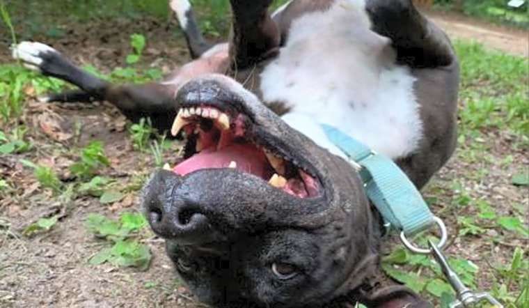 These Jacksonville-based dogs are up for adoption and in need of a good home