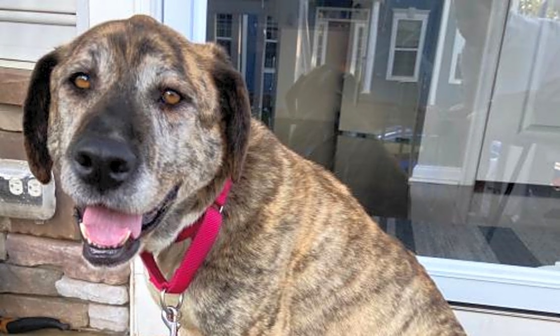 These Washington-based doggies are up for adoption and in need of a good home