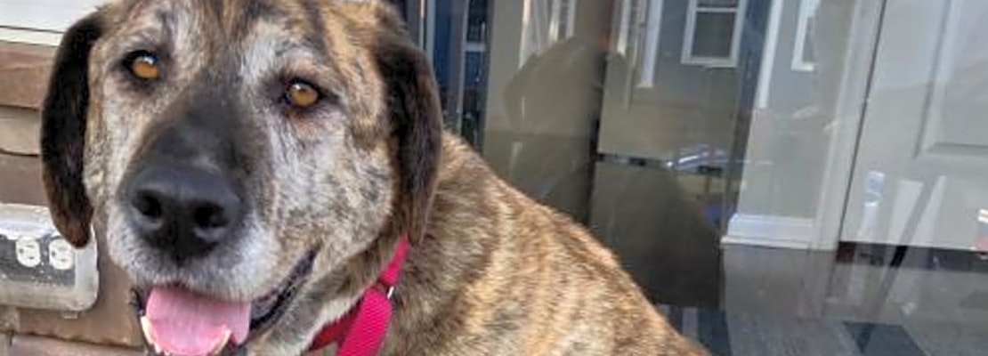 These Washington-based doggies are up for adoption and in need of a good home