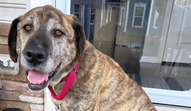 These Washington-based doggies are up for adoption and in need of a good home
