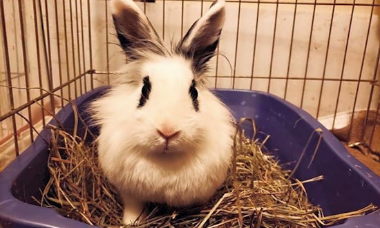 Looking to adopt a pet? Here are 6 lovable pets to adopt now in Indianapolis