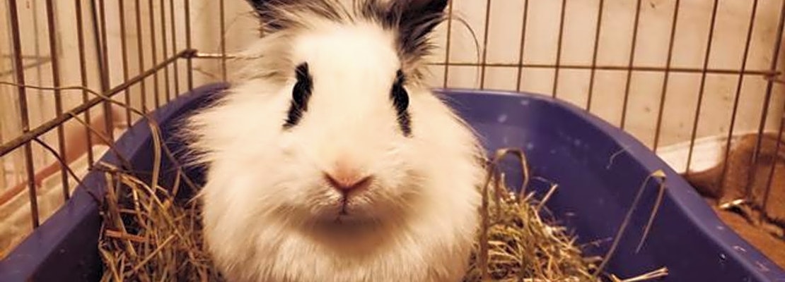 Looking to adopt a pet? Here are 6 lovable pets to adopt now in Indianapolis