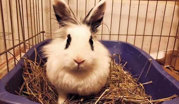 Looking to adopt a pet? Here are 6 lovable pets to adopt now in Indianapolis