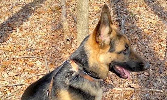 3 lovable pups to adopt now in Baltimore