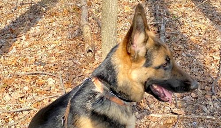 3 lovable pups to adopt now in Baltimore