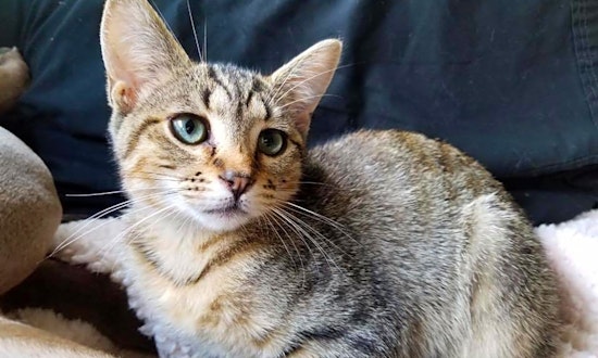 Want to adopt a pet? Here are 4 fluffy felines to adopt now in Chicago