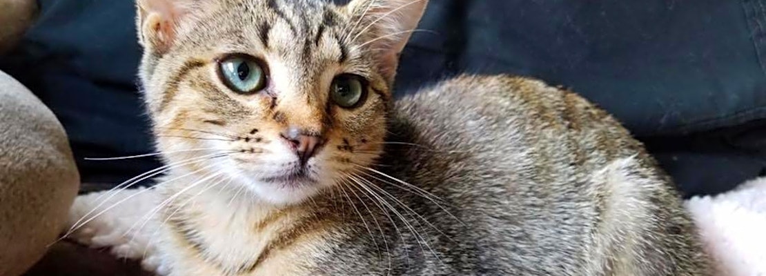 Want to adopt a pet? Here are 4 fluffy felines to adopt now in Chicago