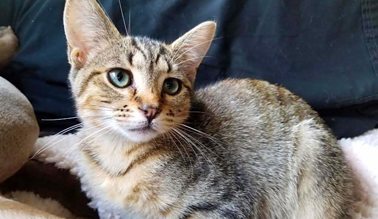 Want to adopt a pet? Here are 4 fluffy felines to adopt now in Chicago