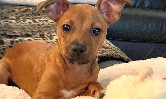3 adorable pups to adopt now in Tampa