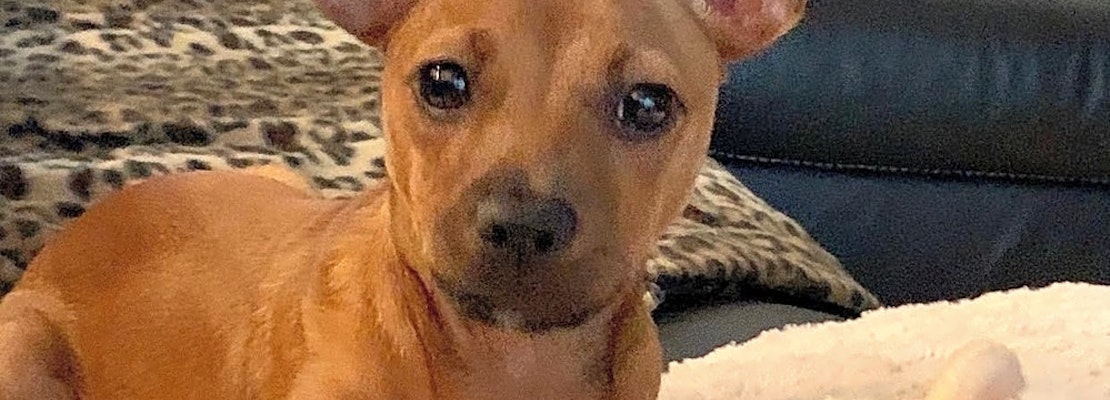 3 adorable pups to adopt now in Tampa