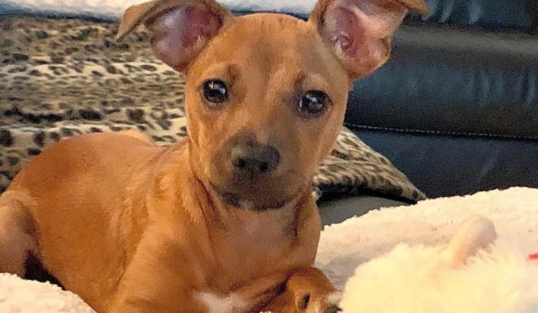 3 adorable pups to adopt now in Tampa