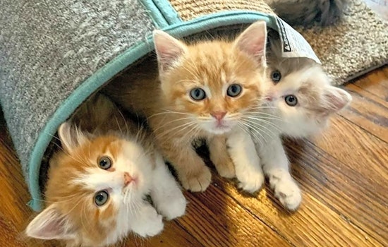 Looking to adopt a pet? Here are 3 cuddly kittens to adopt now in Cleveland