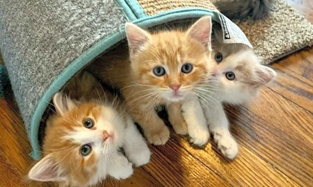Looking to adopt a pet? Here are 3 cuddly kittens to adopt now in Cleveland