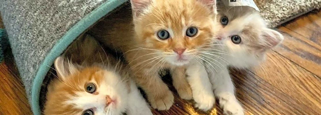 Looking to adopt a pet? Here are 3 cuddly kittens to adopt now in Cleveland