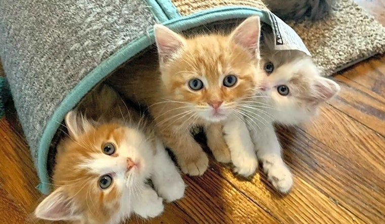 Looking to adopt a pet? Here are 3 cuddly kittens to adopt now in Cleveland